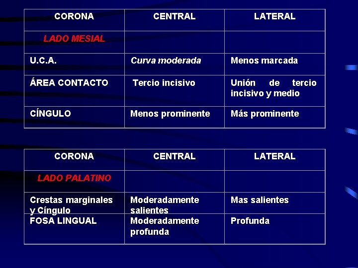 CORONA CENTRAL LATERAL LADO MESIAL U. C. A. Curva moderada Menos marcada ÁREA CONTACTO