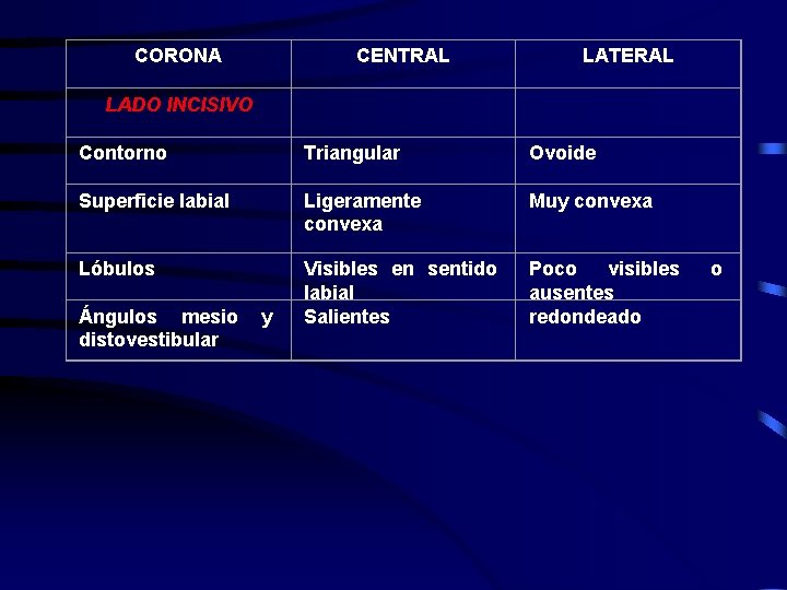 CORONA CENTRAL LATERAL LADO INCISIVO Contorno Triangular Ovoide Superficie labial Ligeramente convexa Muy convexa