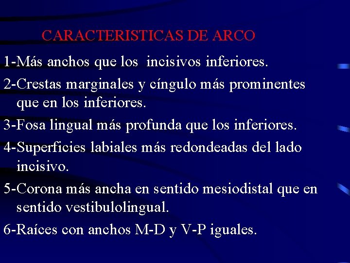 CARACTERISTICAS DE ARCO 1 -Más anchos que los incisivos inferiores. 2 -Crestas marginales y