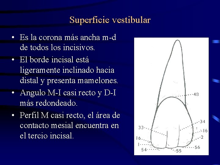 Superficie vestibular • Es la corona más ancha m-d de todos los incisivos. •