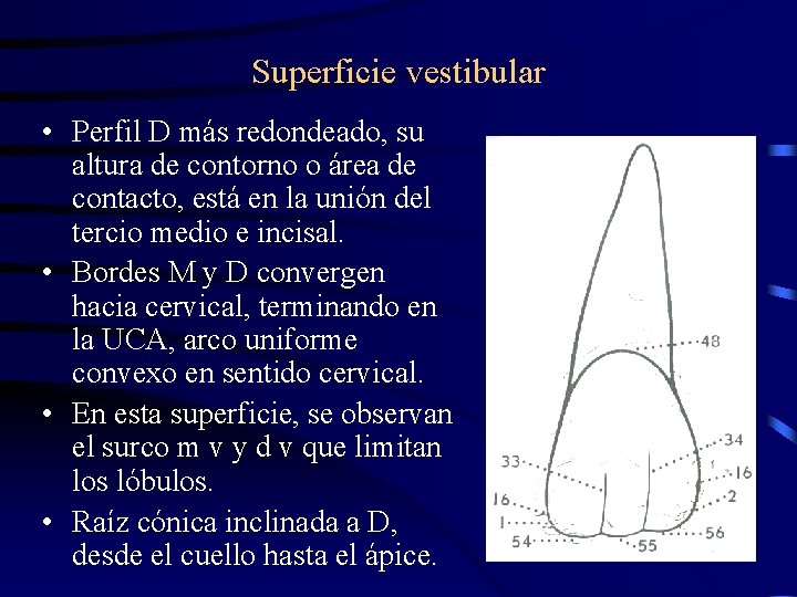 Superficie vestibular • Perfil D más redondeado, su altura de contorno o área de