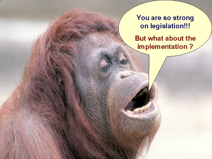 You are so strong on legislation!!! But what about the implementation ? You are so strong on legislation!!! But what about the implementation ?