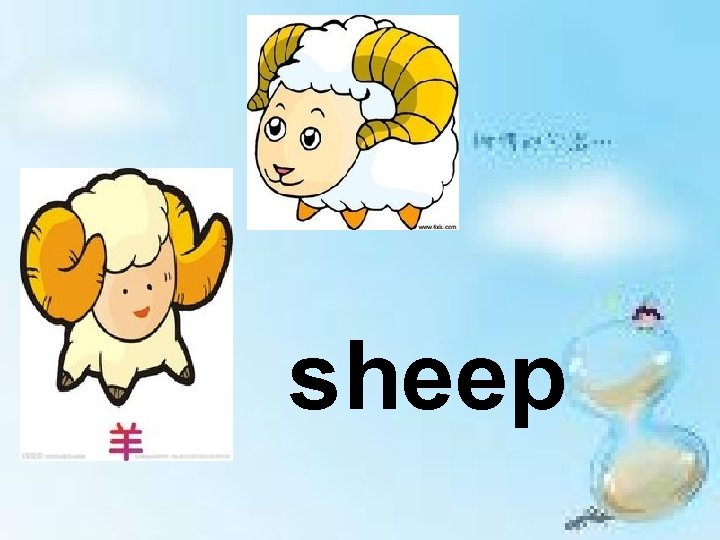 sheep 