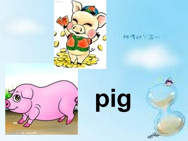 pig 