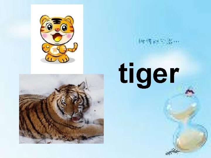 tiger 