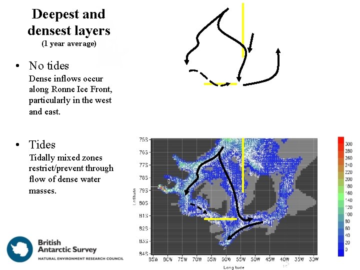 Deepest and densest layers (1 year average) • No tides Dense inflows occur along Deepest and densest layers (1 year average) • No tides Dense inflows occur along
