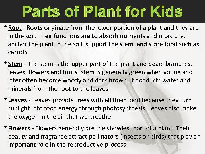 Parts of Plant for Kids • Root - Roots originate from the lower portion