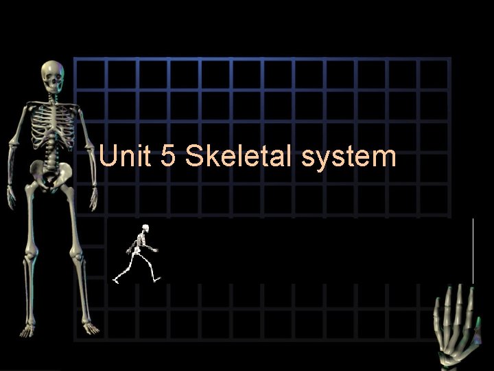 Unit 5 Skeletal system 