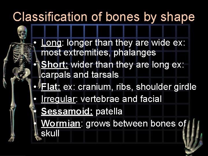 Classification of bones by shape • Long: longer than they are wide ex: most