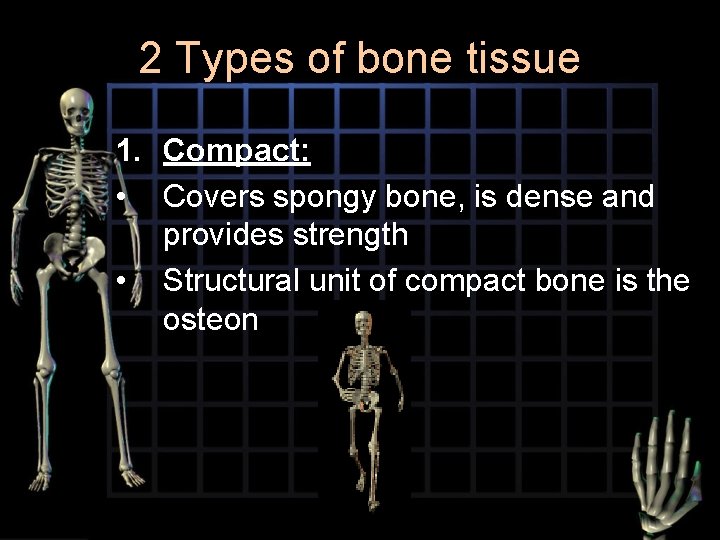 2 Types of bone tissue 1. Compact: • Covers spongy bone, is dense and