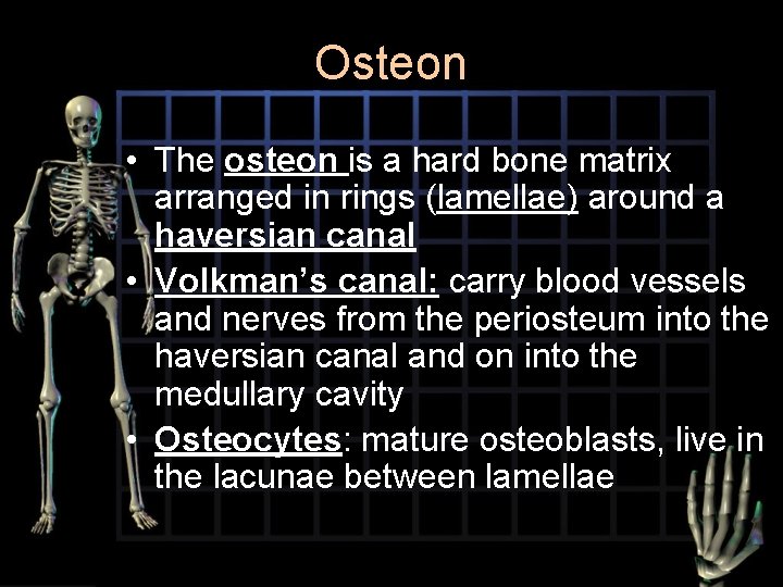 Osteon • The osteon is a hard bone matrix arranged in rings (lamellae) around