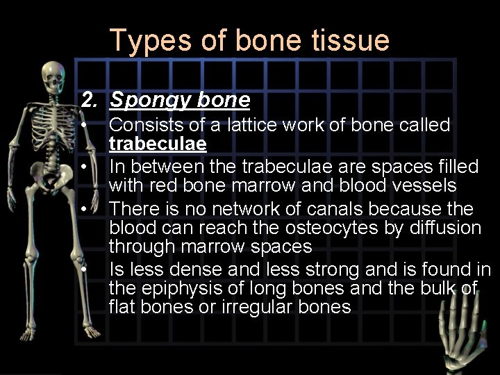 Types of bone tissue 2. Spongy bone • • Consists of a lattice work