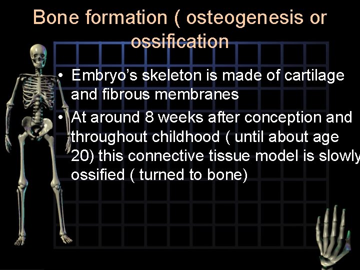 Bone formation ( osteogenesis or ossification • Embryo’s skeleton is made of cartilage and