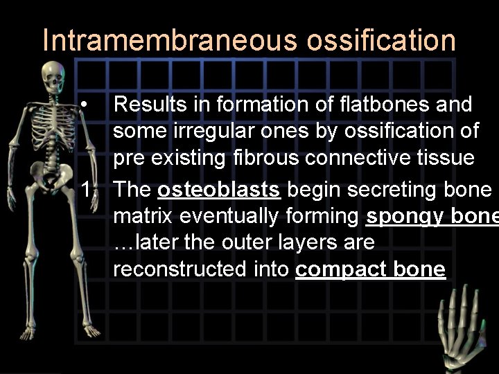 Intramembraneous ossification • Results in formation of flatbones and some irregular ones by ossification