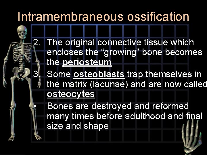Intramembraneous ossification 2. The original connective tissue which encloses the “growing” bone becomes the