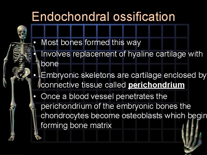 Endochondral ossification • Most bones formed this way • Involves replacement of hyaline cartilage