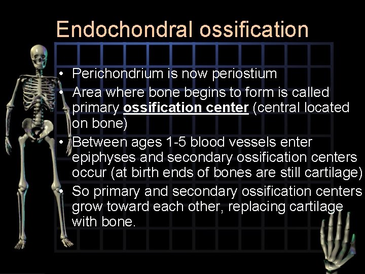 Endochondral ossification • Perichondrium is now periostium • Area where bone begins to form