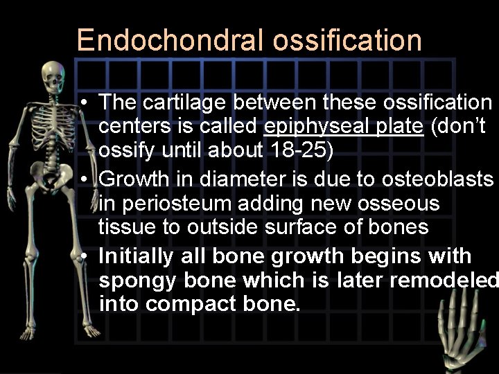 Endochondral ossification • The cartilage between these ossification centers is called epiphyseal plate (don’t