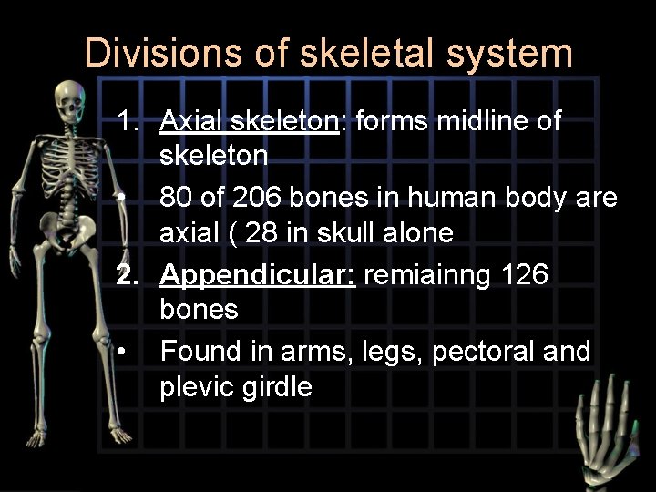 Divisions of skeletal system 1. Axial skeleton: forms midline of skeleton • 80 of