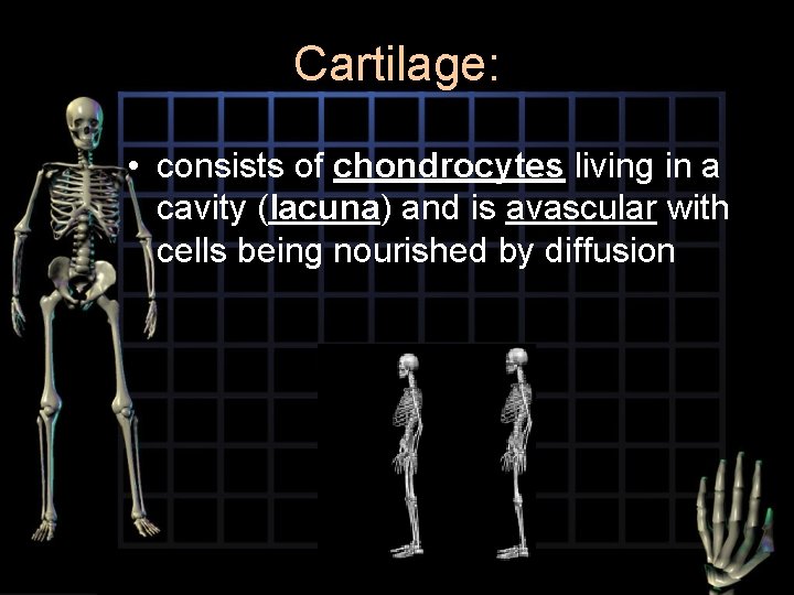 Cartilage: • consists of chondrocytes living in a cavity (lacuna) and is avascular with