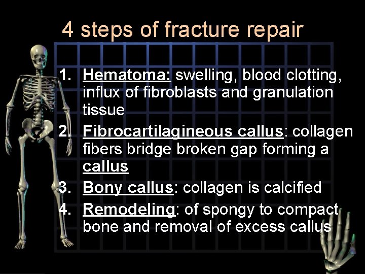 4 steps of fracture repair 1. Hematoma: swelling, blood clotting, influx of fibroblasts and