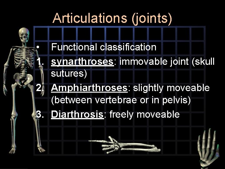 Articulations (joints) • Functional classification 1. synarthroses: immovable joint (skull sutures) 2. Amphiarthroses: slightly