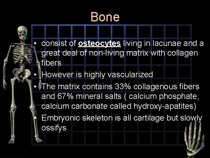 Bone • consist of osteocytes living in lacunae and a great deal of non-living