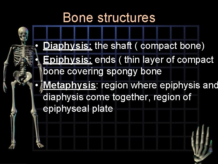 Bone structures • Diaphysis: the shaft ( compact bone) • Epiphysis: ends ( thin