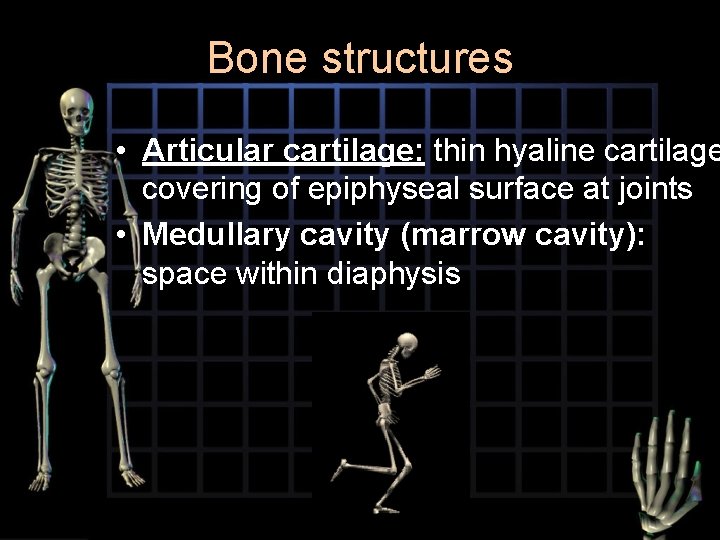 Bone structures • Articular cartilage: thin hyaline cartilage covering of epiphyseal surface at joints