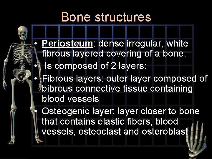 Bone structures • Periosteum: dense irregular, white fibrous layered covering of a bone. •