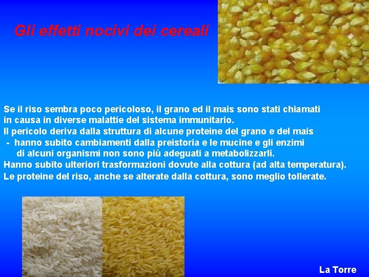 Gli effetti nocivi dei cereali Se il riso sembra poco pericoloso, il grano ed