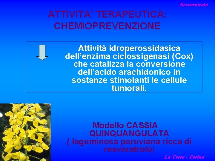 Resveratrolo ATTIVITA’ TERAPEUTICA: CHEMIOPREVENZIONE Attività idroperossidasica dell’enzima ciclossigenasi (Cox) che catalizza la conversione dell’acido