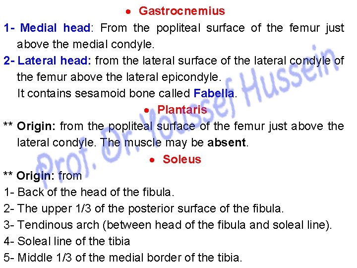  Gastrocnemius 1 - Medial head: From the popliteal surface of the femur just