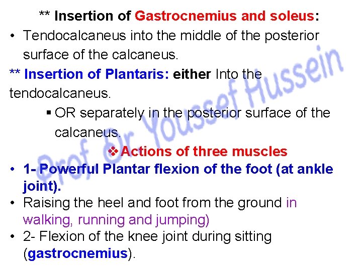 ** Insertion of Gastrocnemius and soleus: • Tendocalcaneus into the middle of the posterior