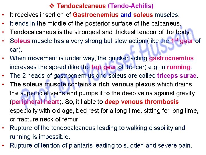  • • • v Tendocalcaneus (Tendo-Achilis) It receives insertion of Gastrocnemius and soleus