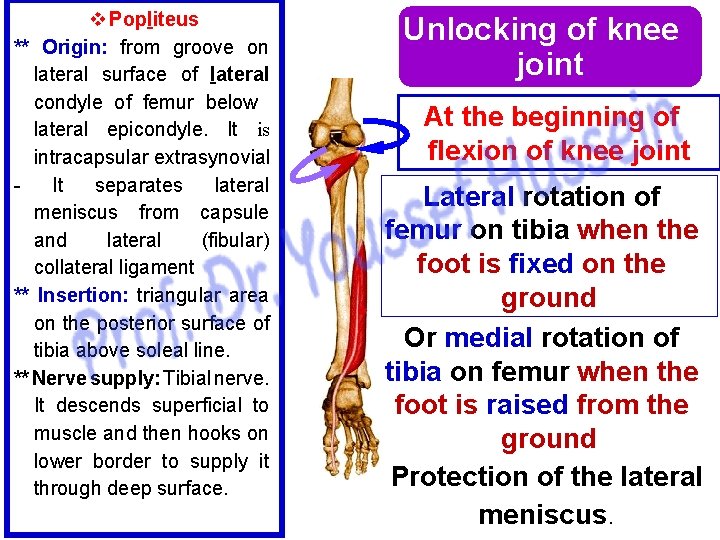 v Popliteus ** Origin: from groove on lateral surface of lateral condyle of femur