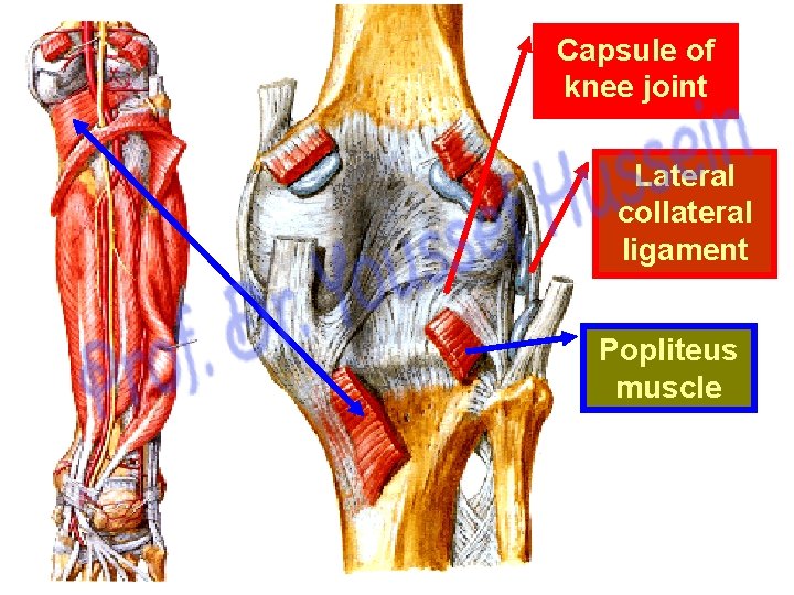 Capsule of knee joint Lateral collateral ligament Popliteus muscle 