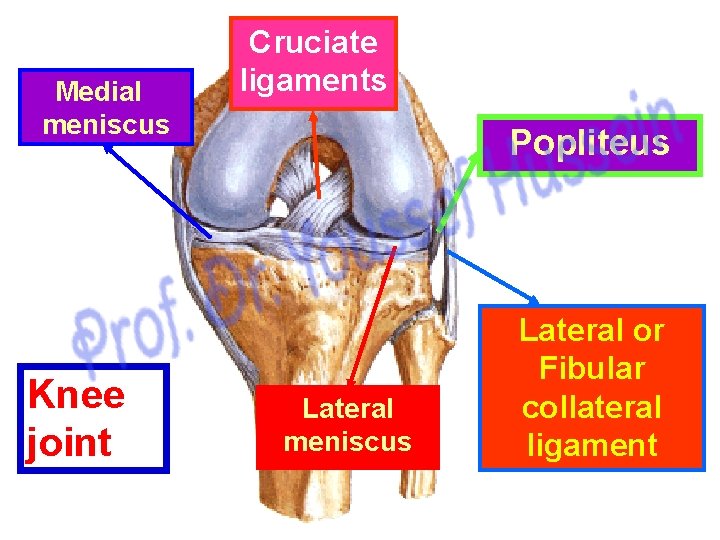 Medial meniscus Knee joint Cruciate ligaments Popliteus Lateral meniscus Lateral or Fibular collateral ligament