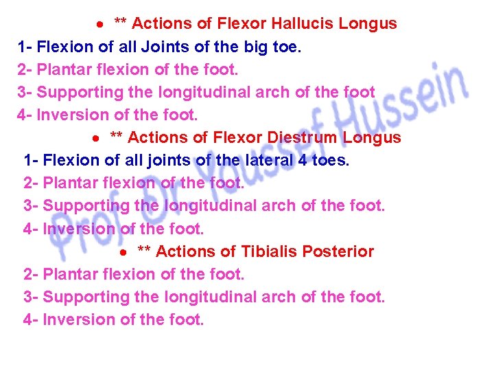  ** Actions of Flexor Hallucis Longus 1 - Flexion of all Joints of
