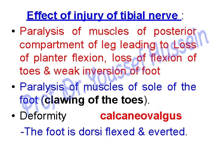 Effect of injury of tibial nerve : • Paralysis of muscles of posterior compartment