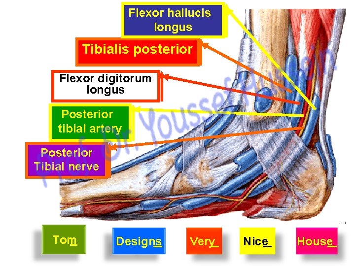 Flexor hallucis longus Tibialis posterior Flexor digitorum longus Posterior tibial artery Posterior Tibial nerve