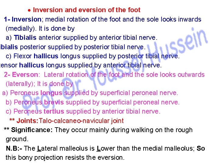  Inversion and eversion of the foot 1 - Inversion; medial rotation of the