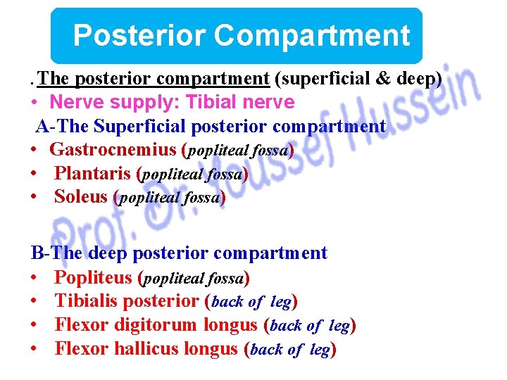 Posterior Compartment. The posterior compartment (superficial & deep) • Nerve supply: Tibial nerve A-The