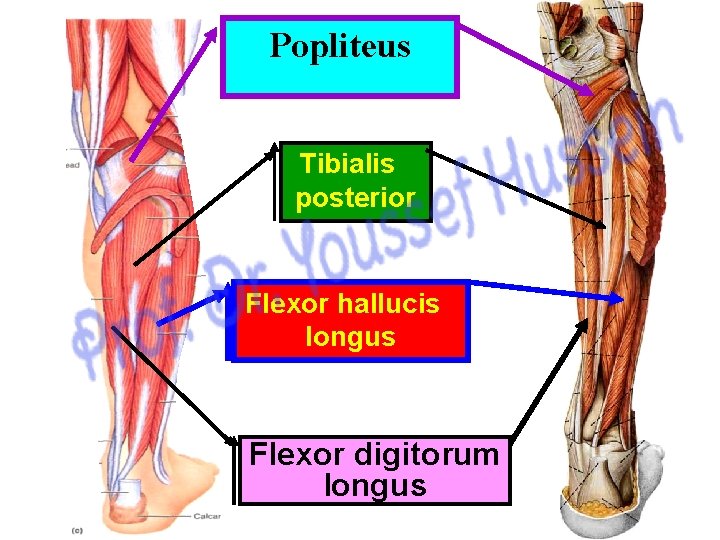 Popliteus Tibialis posterior Flexor hallucis longus Flexor digitorum longus 