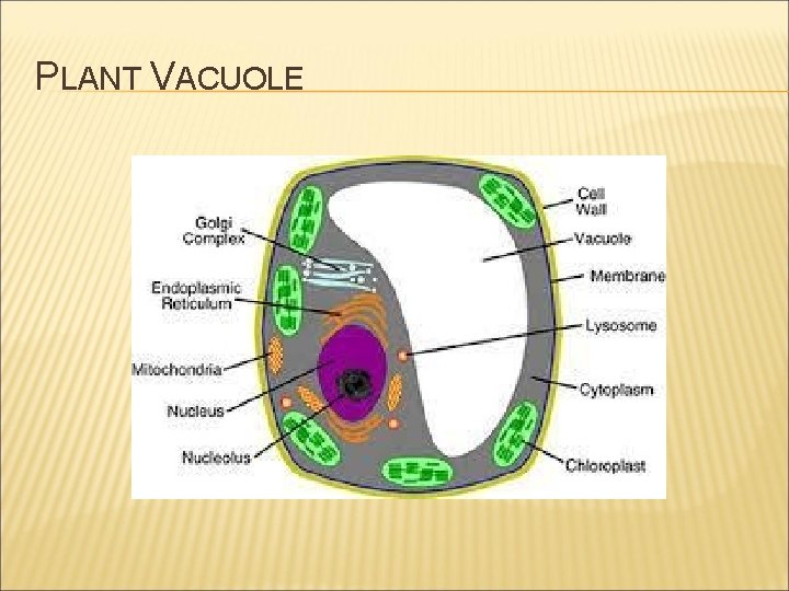 PLANT VACUOLE 