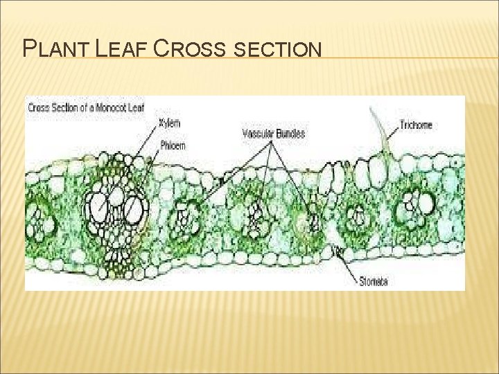 PLANT LEAF CROSS SECTION 