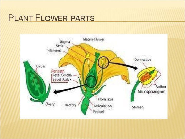 PLANT FLOWER PARTS 