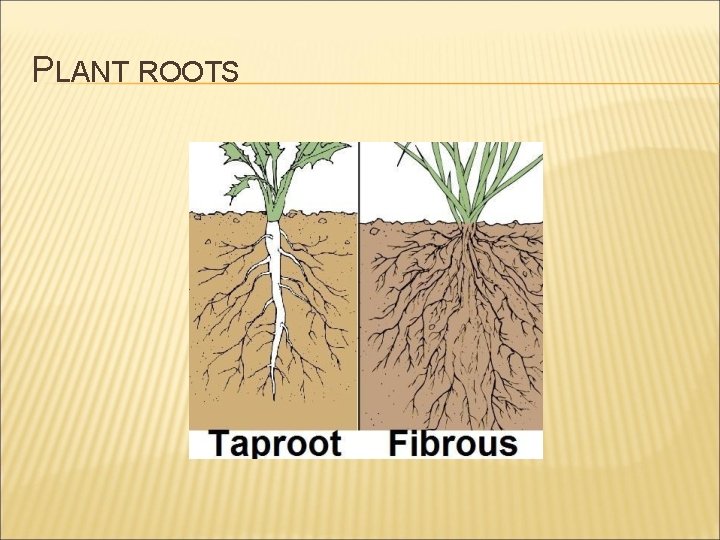 PLANT ROOTS 