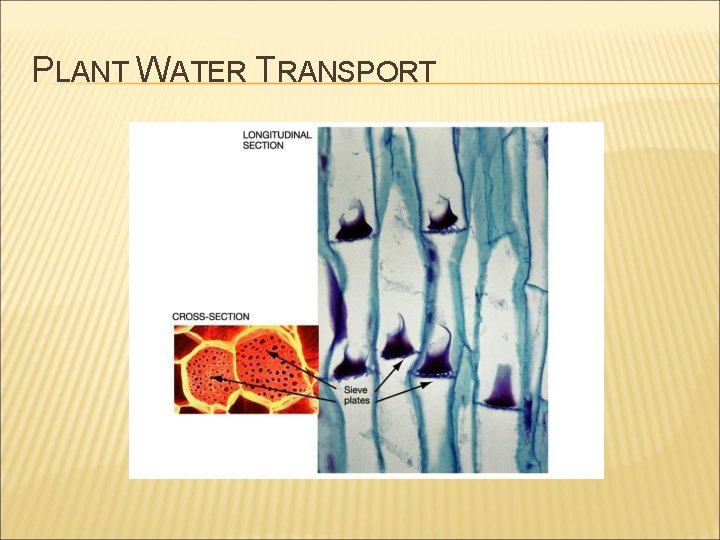 PLANT WATER TRANSPORT 
