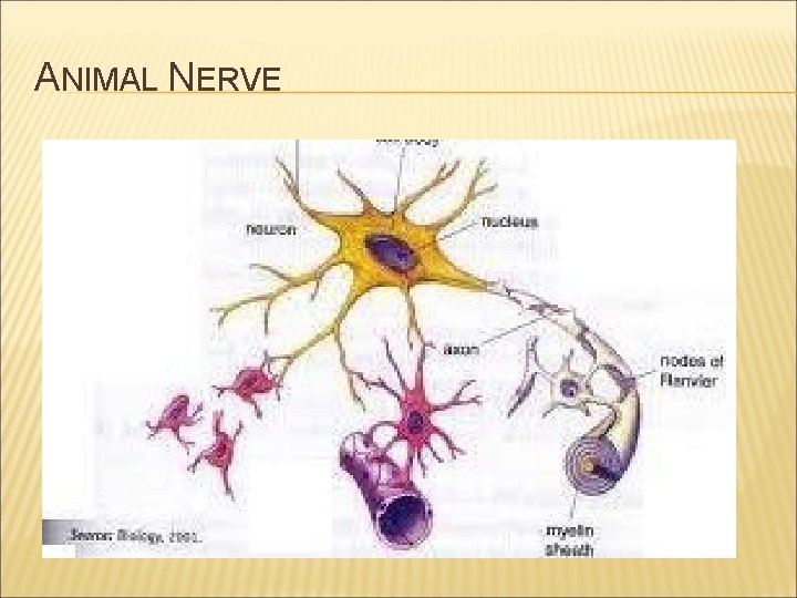 ANIMAL NERVE 